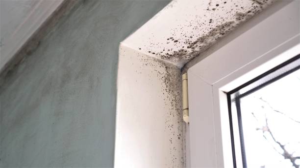 Best Biohazard Mold Removal  in Ashton Sandy Spring, MD